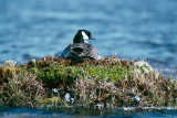 Cackling Goose - Kleine Canadese Gans - Branta hutchinsii