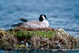 Cackling Goose - Kleine Canadese Gans - Branta hutchinsii