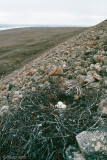 Rough-legged Hawk - Ruigpootbuizerd - Buteo lagopus