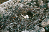 Rough-legged Hawk - Ruigpootbuizerd - Buteo lagopus