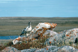 Rock Ptarmigan - Alpensneeuwhoen - Lagopus muta