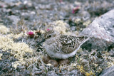 Bairds Sandpiper - Bairds Strandloper - Calidris bairdii