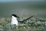 Long-tailed Skua - Kleinste Jager - Stercorarius longicaudus