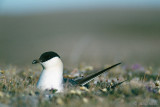 Long-tailed Skua - Kleinste Jager - Stercorarius longicaudus