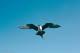 Long-tailed Skua - Kleinste Jager - Stercorarius longicaudus