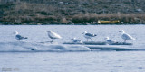 Thayers Gull - Thayers Meeuw - Larus thayeri