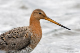 Black-tailed Godwit - Grutto - Limosa limosa