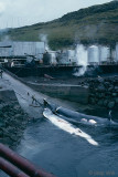 Whaling Station