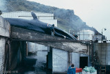 Whaling Station