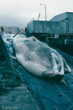 Whaling Station