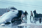 Whaling Station