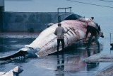 Whaling Station