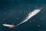 Whaling Station
