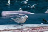 Northern Fulmar - Noordse Stormvogel - Fulmarus glacialis