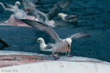 Northern Fulmar - Noordse Stormvogel - Fulmarus glacialis