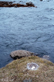 Nest of Pink-footed Goose - Nest van Kleine Rietgans