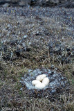 Nest of Pink-footed Goose - Nest van Kleine Rietgans