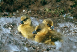 Pink-footed Goose - Kleine Rietgans - Anser brachyrhynchus