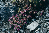 Purple Saxifraga - Zuiltjessteenbreek - Saxifraga oppositifolia