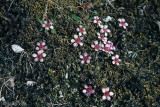 Purple Saxifraga - Zuiltjessteenbreek - Saxifraga oppositifolia
