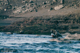 Harlequin duck - Harlekijneend - Histrionicus histrionicus