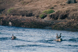 Harlequin duck - Harlekijneend - Histrionicus histrionicus