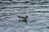 Red-necked Phalarope - Grauwe Franjepoot - Phalaropus lobatus