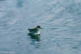 Red-necked Phalarope - Grauwe Franjepoot - Phalaropus lobatus