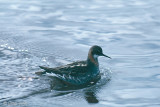 Red-necked Phalarope - Grauwe Franjepoot - Phalaropus lobatus