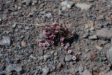 Purple Saxifraga - Zuiltjessteenbreek - Saxifraga oppositifolia