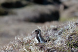 Golden Plover - Goudplevier - Pluvialis apricaria