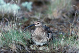Whimbrel - Regenwulp - Numenius phaeopus