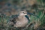 Whimbrel - Regenwulp - Numenius phaeopus
