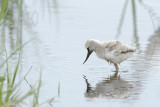 Avocet - Kluut - Recurvirostra avocetta
