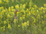 Black-tailed Godwit - Grutto - Limosa limosa