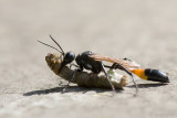 Red-banded Sand Wasp - Grote Rupsendoder - Ammophila sabulosa