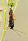 Ichneumonid Wasp - Sluipwesp - Pimpla rufipes