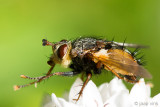 Tachinid Fly - Sluipvlieg - Tachina fera/magnicornis