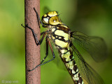 Southern Hawker - Blauwe Glazenmaker - Aeshna cyanea