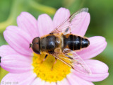 Tapered Dronefly - Kegelbijvlieg - Eristalis pertinax