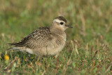Eurasian Dotterel - Morinelplevier - Charadrius morinellus