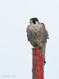 Peregrine - Slechtvalk - Falco peregrinus