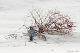 Peregrine - Slechtvalk - Falco peregrinus