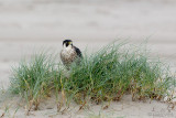 Peregrine - Slechtvalk - Falco peregrinus