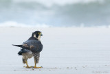 Peregrine - Slechtvalk - Falco peregrinus