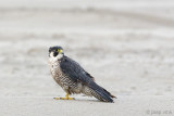 Peregrine - Slechtvalk - Falco peregrinus