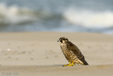 Peregrine - Slechtvalk - Falco peregrinus