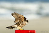 Merlin - Smelleken - Falco columbarius