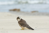 Peregrine - Slechtvalk - Falco peregrinus