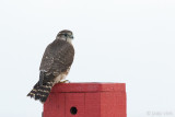 Merlin - Smelleken - Falco columbarius